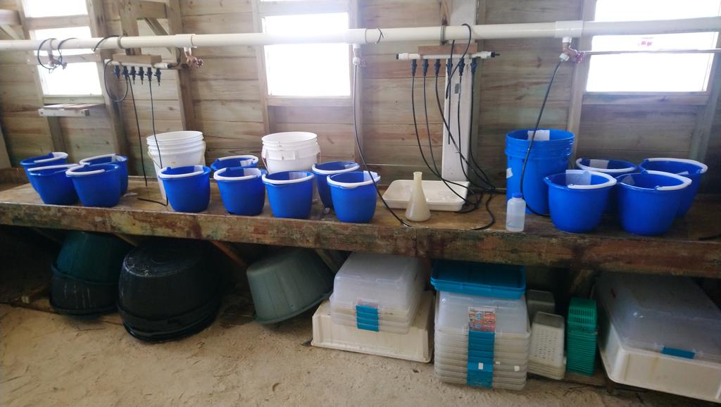 FScharhauser's tweet photo. From buckets with sand to vouchered nematodes ready for sequencing. Tool of the day? Acupuncture needles! You just love them if you have to pick single specimens. π #CBC #Belize #Smithsonian #marine #nematodes #thiotrophic #symbiosis #Stilbonematinae #phylogenomics #taxonomy https://t.co/9BWEH1QatN