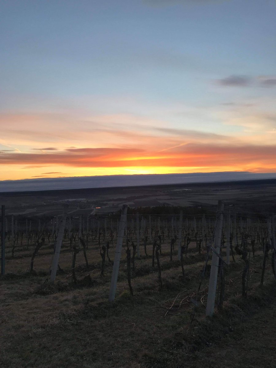 GroszerWein's tweet photo. THE EARLY BIRD ... IS REWARDED WITH THE MOST BEAUTIFUL SUNRISE! #Südburgenland https://t.co/fEfMfNJnhH