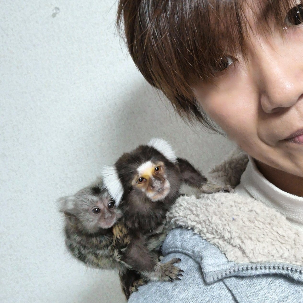 Hisashi 3人で初自撮り 猿 コモンマーモセット お猿 自撮り ペット 動物 アニマル エキゾチックアニマル マーモ Monkey 飼育 マーモちゃん きら君 かわいい 癒し 家族 動物園 Commonmarmoset Swag Love Beautiful Cute T Co