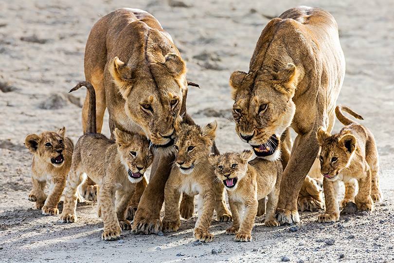 KWSKenya tweet picture