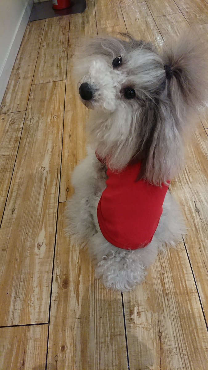 2009DEVAN's tweet photo. こんにちは、ヴィーナスフォートより久しぶりの出勤のえむちゃんより
リボン付きTシャツの案内です。😃✨DEVANと言えばリボン♥️
Tシャツにリボンが付いちゃいました😍とってもキュート✨✨
是非見に来てくださいね🎵
#ヴィーナスフォート #リボン #DEVAN #Tシャツ https://t.co/PwkX3H6mzd