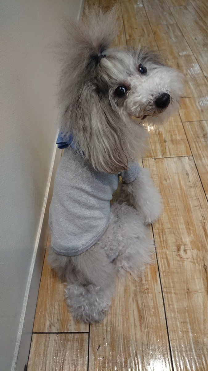 2009DEVAN's tweet photo. こんにちは、ヴィーナスフォートより久しぶりの出勤のえむちゃんより
リボン付きTシャツの案内です。😃✨DEVANと言えばリボン♥️
Tシャツにリボンが付いちゃいました😍とってもキュート✨✨
是非見に来てくださいね🎵
#ヴィーナスフォート #リボン #DEVAN #Tシャツ https://t.co/PwkX3H6mzd