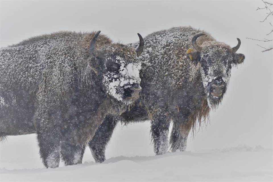 WWFCEE's tweet photo. First winters in the wild can be very difficult for #bison raised in zoos.The newly introduced bison of the #BisonGlade in #Romania will surely become more acclimatised in their new home by next winter.More about @WWFRomania’s #LifeBison project https://t.co/Y62aLapimh https://t.co/wbsksaFjqM