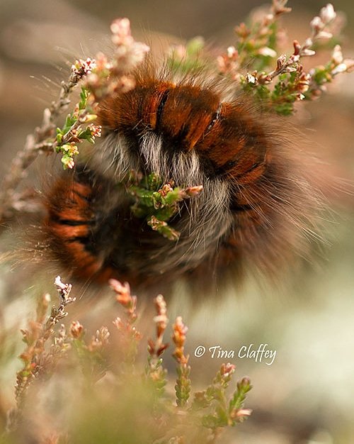 tadhgoes's tweet photo. 40 Seeds for Nature

40SfNBIoCon19

No 2 of 3

We owe it to our President for the support and enthusiasm  he showed for Ireland's Biodiversity in the carefully interwoven words and sincere passion expressed in  his BiOration19. 

#biodcon19 https://t.co/rlykCf2YJL