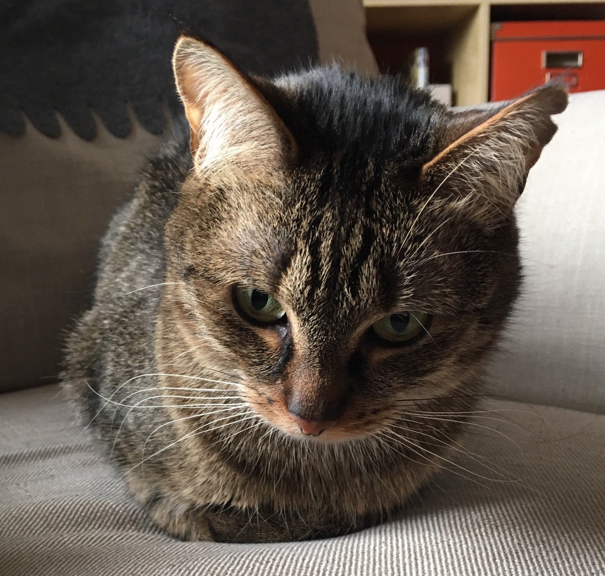 - Růžo, promiň, sice jsem se koukala na jiný kočky, ale vás mám nejradši.
+ Z žalu mi upadly nohy, na lítost je pozdě.

Dobrý ráno.