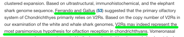 sara131274's tweet photo. https://t.co/83mFHJkiDP Finally our six-years-old hypothesis https://t.co/aRiSguHoyw has strong confirmation @GallusLorenzo The vomeronasal system is the main "olfactory" system of Chondrichthyes. https://t.co/WXxEipFNYs