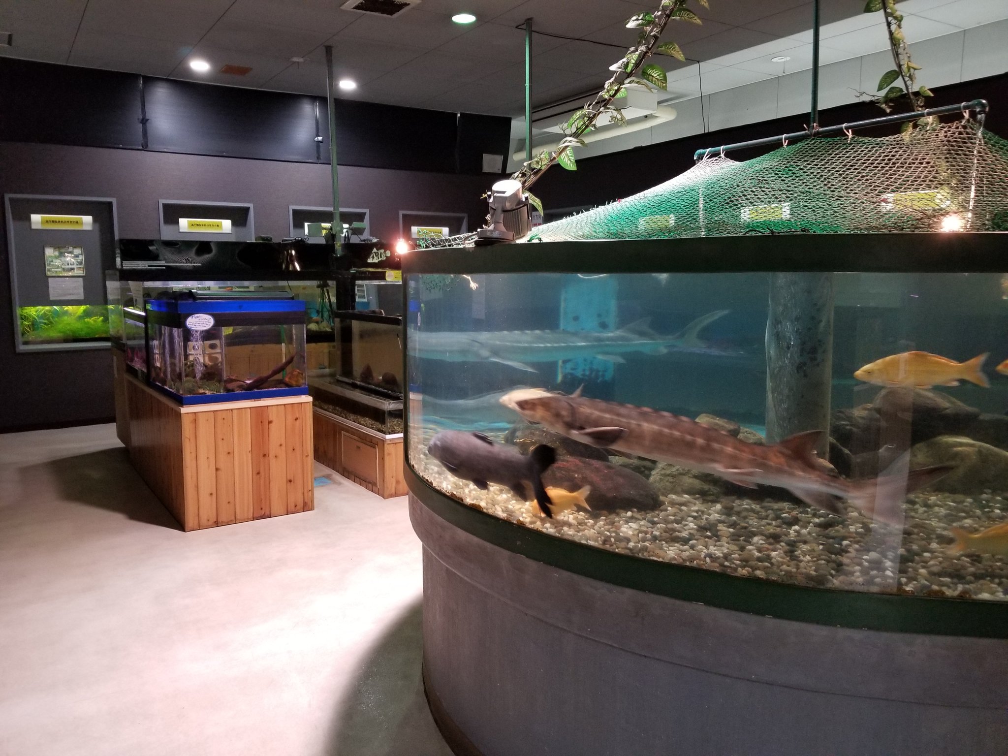 めnち 宮崎は 高千穂峡淡水魚水族館 行ってきた 宮崎空港から電車バスで約3時間 そして最寄バス停から徒歩30分というアクセス弱者に厳しすぎる立地なうえに雨というコンボでぐったり 総水量は5 6tですが 水槽は動かせなさそうだし100種展示 との めnち 宮崎は 高千穂峡淡水魚水族館 行ってきた 宮崎空港から電車バスで約3時間 そして最寄バス停から徒歩30分というアクセス弱者に厳しすぎる立地なうえに雨というコンボでぐったり 総水量は5 6tですが 水槽は動かせなさそうだし100種展示 との