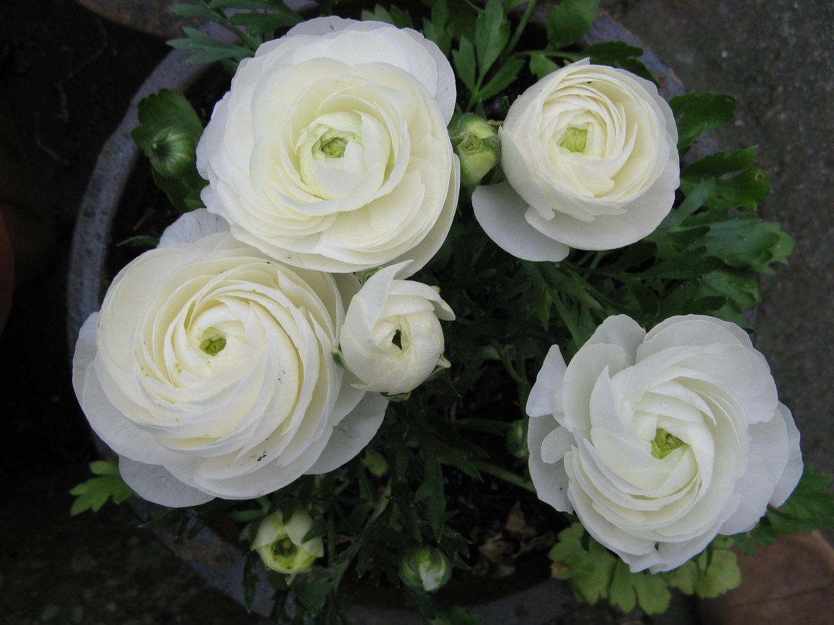 Unsere RANUNCULUS der Serie "Sprinkles" im T13; 
kräftige Ware in 5 verschiedenen Einzelfarben 
ab sofort zu beziehen bei 
<a href="/RheinMaas/">Veiling Rhein-Maas</a> und Landgard