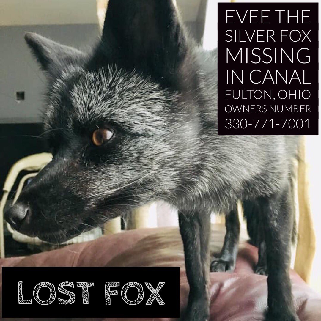 Evee the silver fox is missing in Canal Fulton, Ohio if you spot her Call Owners Number 330-771-7001 #LostPet #silverfox #canalfulton #starkcounty #heartstark #fox