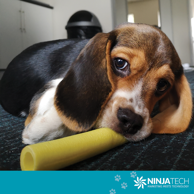 NinjaTechSA's tweet photo. Man can learn a lot from a dog- obedience, loyalty and the importance of turning around three times before lying down.  

Freddy is enthusiastic, has a passion for chewing, belly rubs and has dabbled in agility. 😎Welcome to the Ninja family! 
#dog #love #bestfriend #puppy https://t.co/YURSXhTuWK