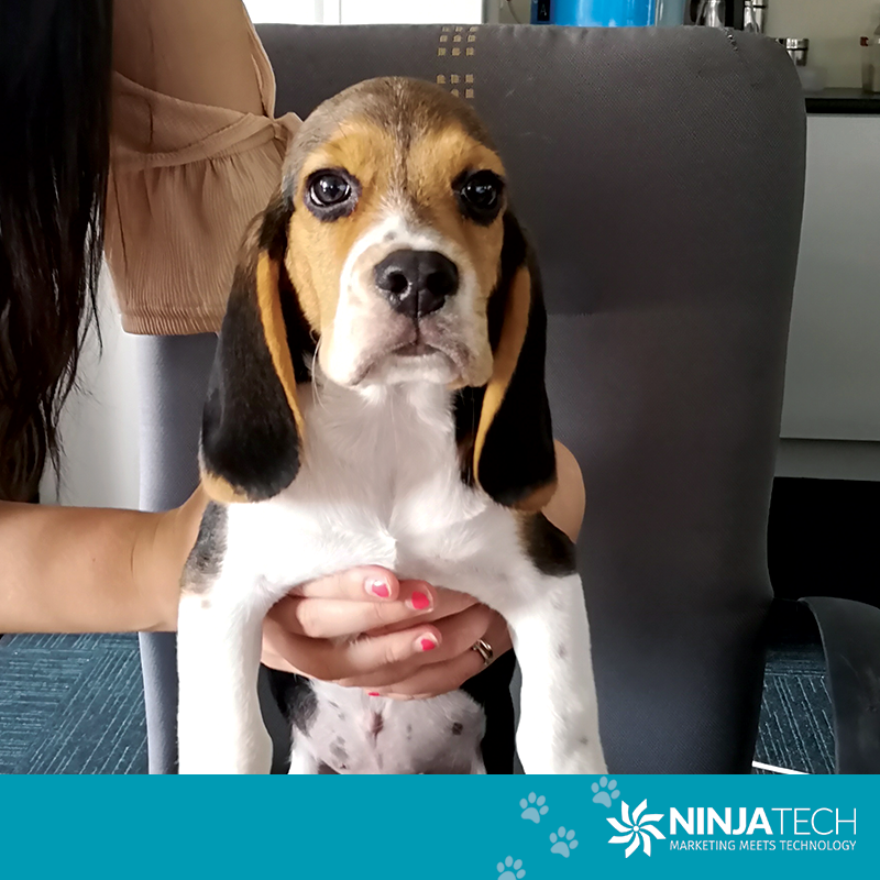 NinjaTechSA's tweet photo. Man can learn a lot from a dog- obedience, loyalty and the importance of turning around three times before lying down.  

Freddy is enthusiastic, has a passion for chewing, belly rubs and has dabbled in agility. 😎Welcome to the Ninja family! 
#dog #love #bestfriend #puppy https://t.co/YURSXhTuWK