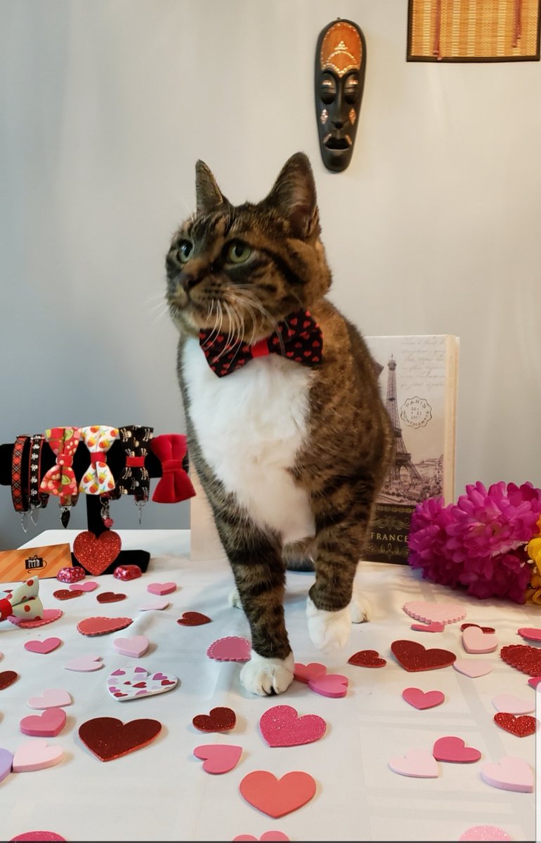 Happy Valentine's Day. 해피발렌타인 데이. 💘🌹

#ValentinesDay #발렌타인데이 #Love #loganthemanx #BCSPCA #BMOAmblesideMascot