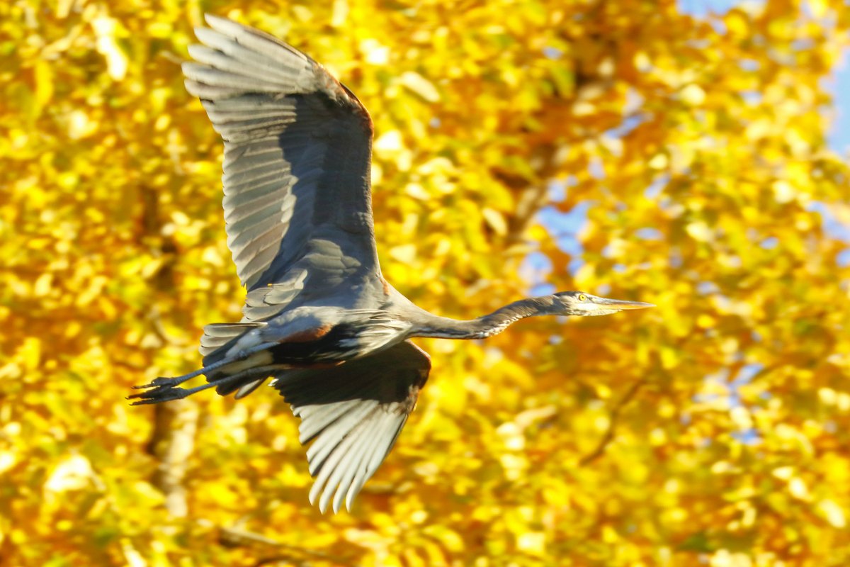Great Blue Heron  #BCFWildlife