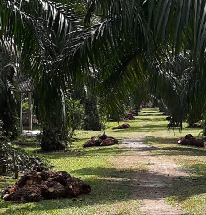 My #oilpalm farm sits on a 2 ha land. In 2007 I decided on #landusechange from coconut & planted oil palms in accordance with appropriate farm management systems, thus transforming what was a tradisional, casual coconut farm into an organised oil palm farm.