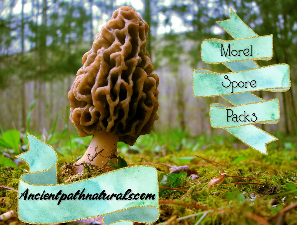 Ancient Path Naturals tweet media