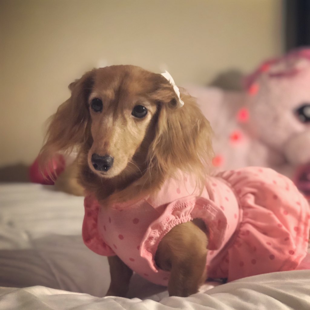 HangwithHenry's tweet photo. Help me beat my brother in our most likes contest Henry is so going down !! #ValentiesDay #Bemine #lovelola #doxie #dachshund #CutenessOverload #Imsexyandiknowit #Wouldyoubemyvalentine https://t.co/uJbRBBap02
