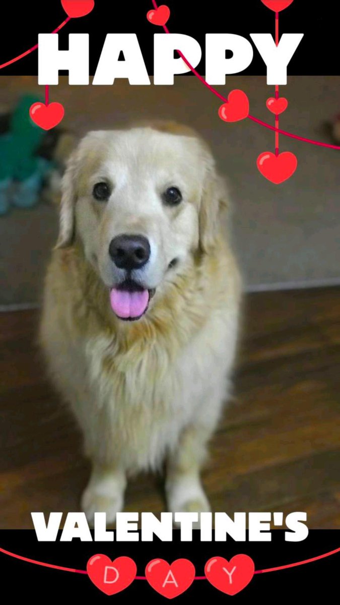 Hank the Golden Therapy Dog tweet media