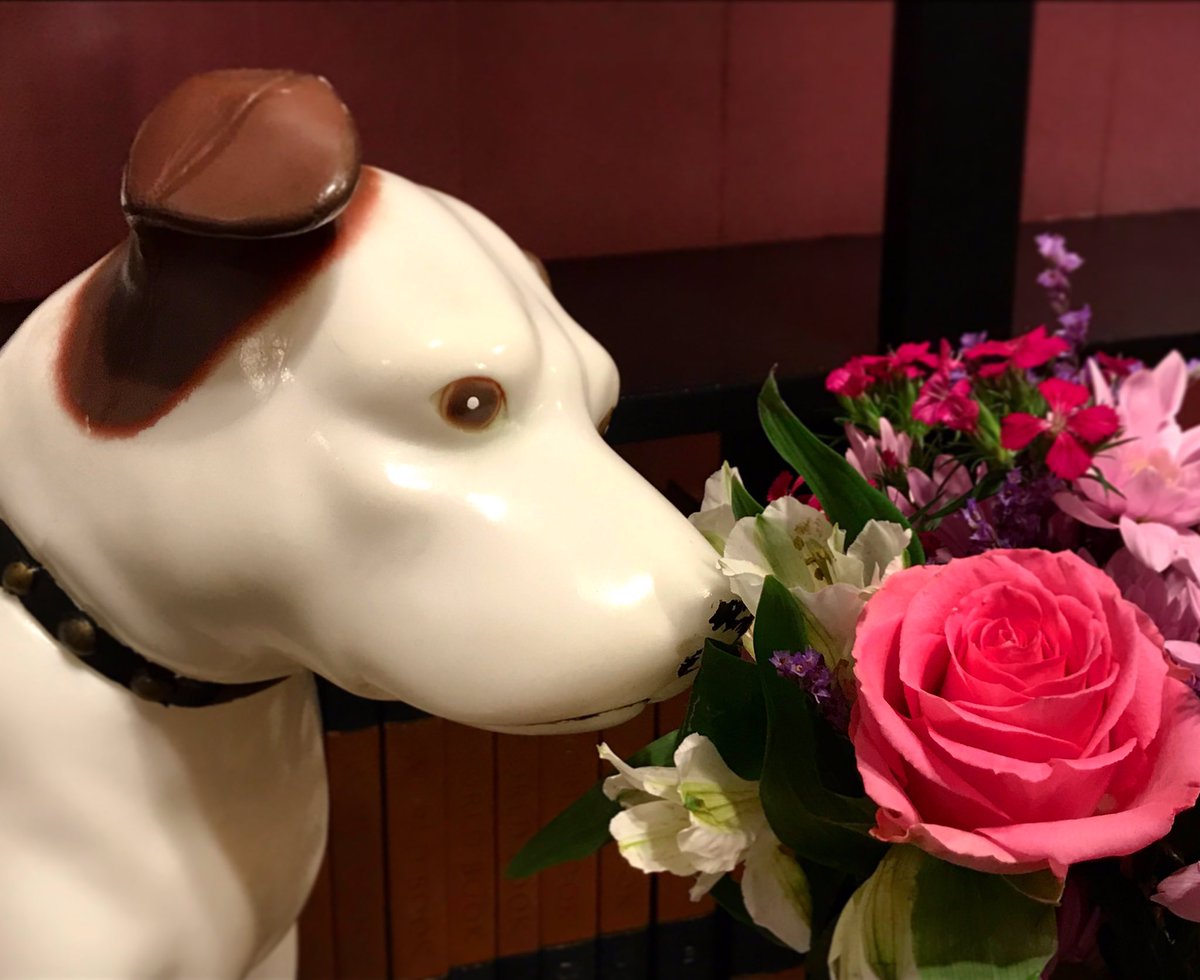 theelvishouse's tweet photo. Nipper’s enjoying Valentine’s Day at The Elvis House! #TheElvisHouse #TheElvisHouseWaco #getaway #nipper #rcadog #valentinesgetaway #valentineseve #comeandstay #vacation #airbnb #waco #TX #texas #elvis #music #rocknroll https://t.co/nrzE2rpr3m