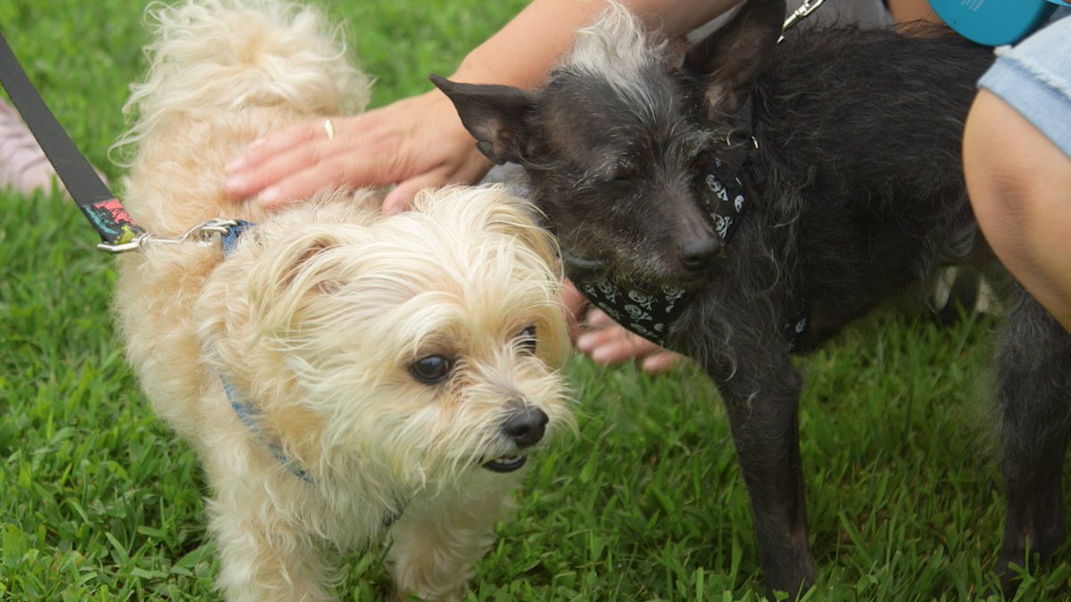 TurfMutt's tweet photo. This weekend on @ReadySetPet, @OPEInstitute's Kris Kiser stops by to help a family get ready for a new dog. Will their yard be #TurfMutt approved? Tune in to find out. #ReadySetPet #LivingLandscapes https://t.co/eXsacH5hfN