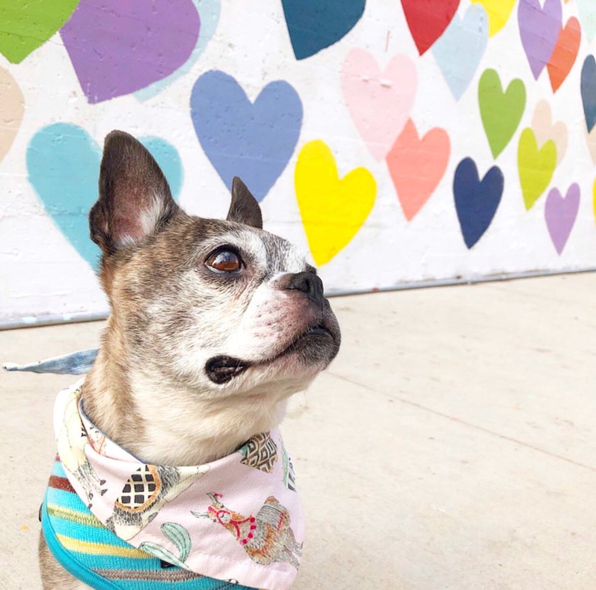 ❤️ GIVEAWAY ❤️ Enter to win $25 BARK credit! Visit instagram.com/p/Bt3__9BHZ2e/…