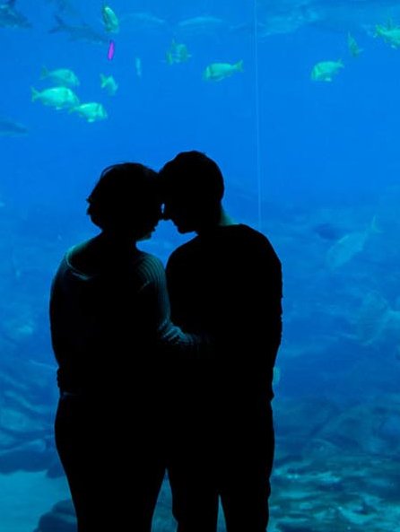 the date i'll always remember (besides the movie dates and stargazing) will be our aquarium date. it was the magical one i've had, all because you were there. thank you so much for wanting to go with me.
