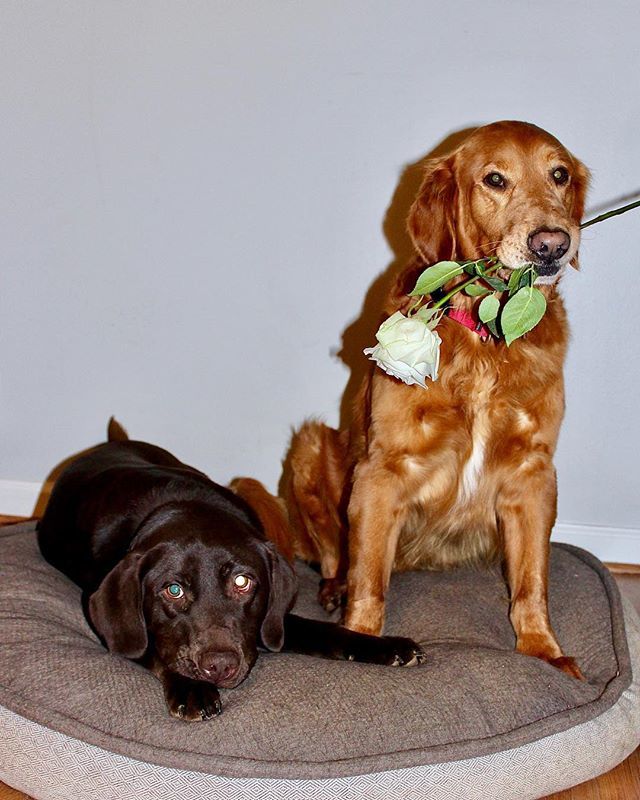 HankTheGolden's tweet photo. V important question:

Chocolate 🍫 or Roses 🌹? Happy Valentines Day to you! https://t.co/hxIY9ifJCS https://t.co/zQvZyLG2zB