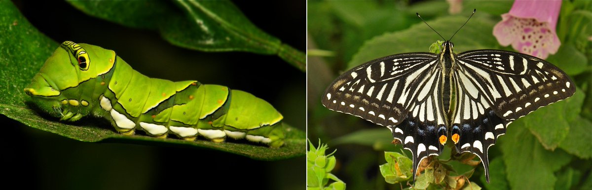  #METAMORPHOSIS - Chinese Yellow Swallowtail  #Butterfly (Papilio xuthus, Papilionidae) https://flic.kr/p/StqoYJ  #insect  #China  #Yunnan  #Lepidoptera  #entomology