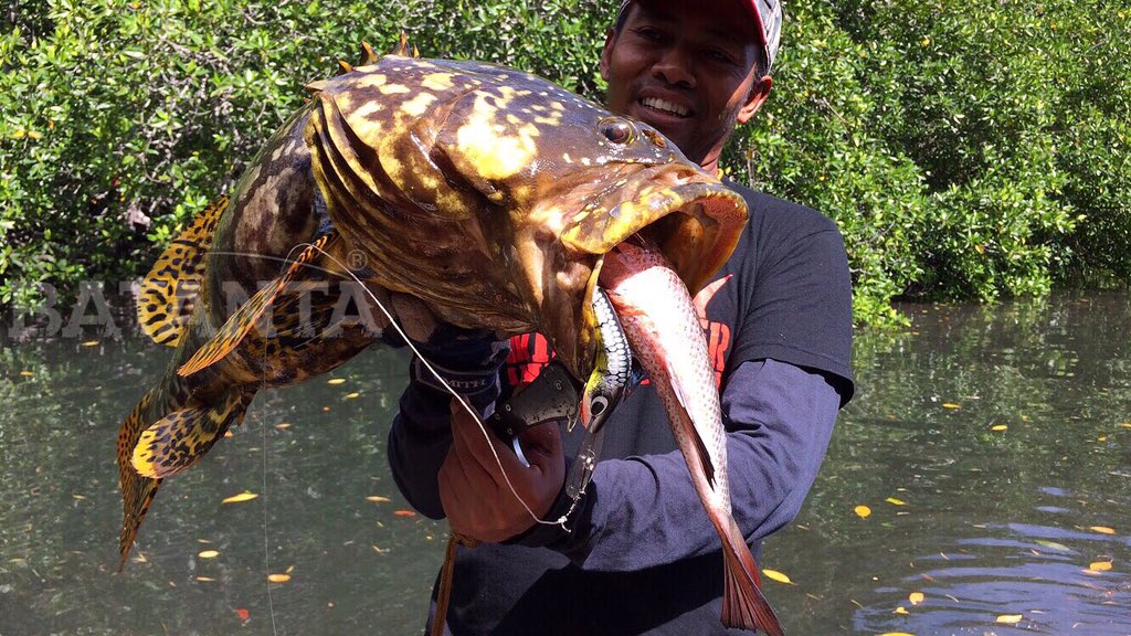 In case rare moment like this is beyond your experience?! #Throwback Halmahera Island. 2015. #GrouperFish #BumbleBeeGrouper #WildFishing #EstuaryFishing #RiverFishing #IndonesiaFishing #FishingIndonesia #FishingGuide