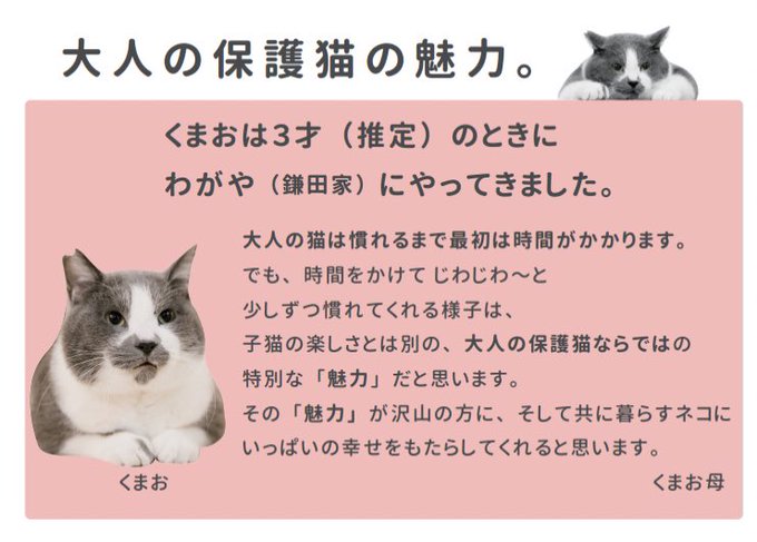 ちよだ猫まつり2019のTwitterイラスト検索結果。