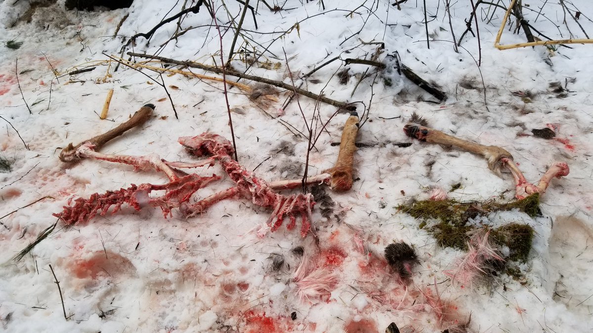buzzatc's tweet photo. I've heard it said Mother Nature is cruel. Nah, it is what is is. We're all trying to eat something weaker and slower than us.
I'm thankful to be on top, this was not a fun way to go.
#killtoeat https://t.co/d9Ncpgf57s