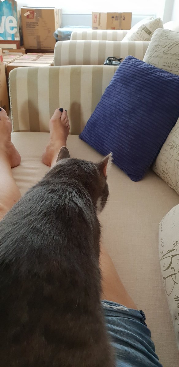 pollywollycat's tweet photo. @myleftfang @TeddyB_cat @Biskythecat @BeverlyAnnel @HalfordU @Johnny_coolcat @LeroyBlackCat @JaneFallon @marblesays @OllieFangClub @RooRoobeagle @ShadowsWhiskers I told mum to take it easy wiv packing! Now I get to sit on her all day! #backsout https://t.co/CN05OO5731