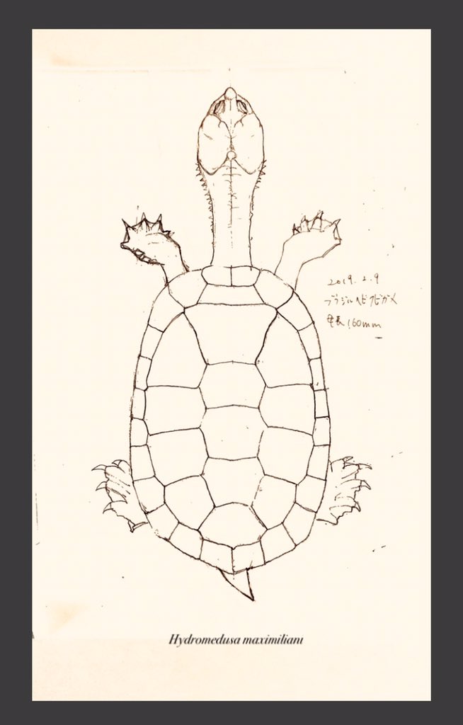 S様よりオーダー頂いてますブラジルヘビクビガメの本下絵です。今日から油彩に入りました。同属では昨年秋にギザミネを描きましたがこのブラジルも項甲板が椎甲板側に下がっています。また、今回はアングル的に描写はできませんが口の両端には独特な皮膚弁があったりと色々ミステリアスなカメです。 