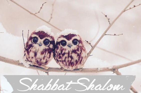 Heather7Peace's tweet photo. @GarlandGloria @MariKolthoff @ErniHaesloop @MessianicRadio #WeRemember @Hebrews71
#ShabbatShalom #mispacha
#YeshuaOurShalom๐ฟ๐ฆ๐ https://t.co/xCQYtHfxbT