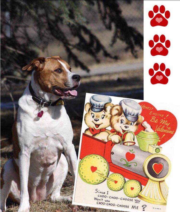 ARTSSeniors's tweet photo. ‘Will you be my Valentine? I’m scared I won’t ever find a foster or forever home. I know sometimes I’m anxious &amp; I don’t like when you leave me but I AM a loving &amp; affectionate girl! If you pass my test &amp; I pass yours, then maybe you will Choo Choo Choose Me!’ 
-Hope 🐾 #yyc #yeg https://t.co/D8X1zTzHXA