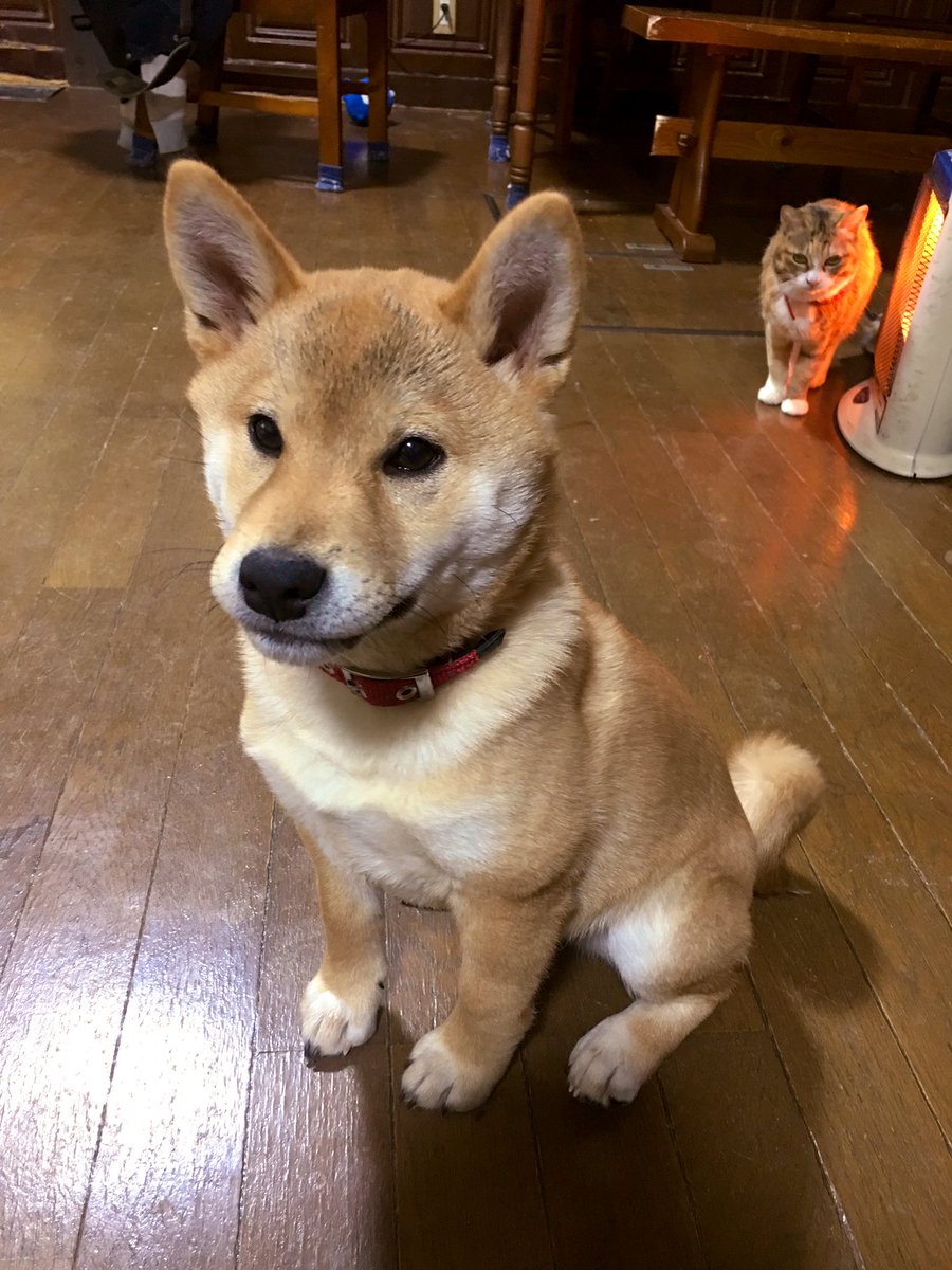 はるお 下腹部の毛繕いしてる仔犬の姿を写真撮ってたら やめてください 凛々しい犬ちゃんの姿を撮ってください って居住まいを正された はるお 下腹部の毛繕いしてる仔犬の姿を写真撮ってたら やめてください 凛々しい犬ちゃんの姿を撮ってください って居住まいを正された