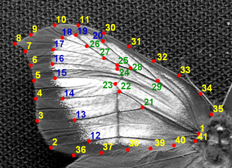 evoecology's tweet photo. #Free read: A #morphometric #analysis of #environmental #dependences between #ultraviolet #patches and #wing #venation #patterns in #Gonepteryx #butterflies (#Lepidoptera, #Pieridae): https://t.co/nRgEVaOwb3 #SNEVEC #Evolutionary #Ecology #Springer https://t.co/r2V5vej2Tn