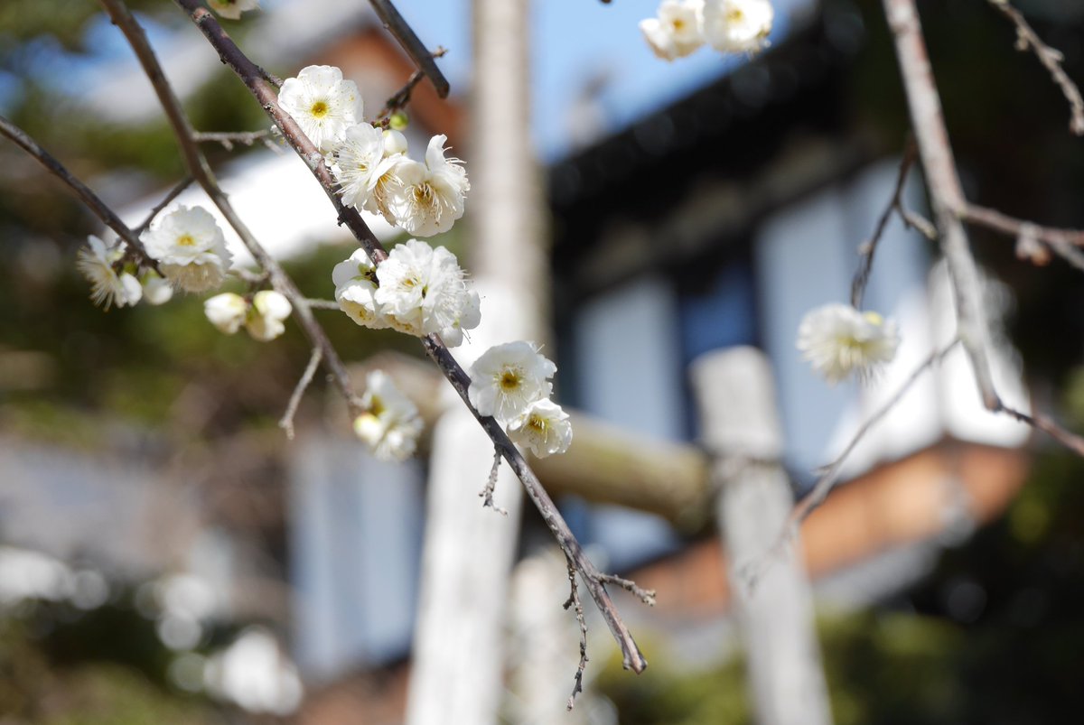 奈良ホテル 公式 ホテル敷地内の白梅です 例年より少し早めに開花いたしまし White Plum Will Bloom Earlier Than Usual 梅 梅の花 白梅 開花 Whiteplum Whiteplumblossoms Whiteplum Whiteplumblossom 奈良 奈良県 奈良市 奈良公園 奈良ホテル 公式 ホテル敷地内の白梅です 例年より少し早めに開花いたしまし White Plum Will Bloom Earlier Than Usual 梅 梅の花 白梅 開花 Whiteplum Whiteplumblossoms Whiteplum Whiteplumblossom 奈良 奈良県 奈良市 奈良公園