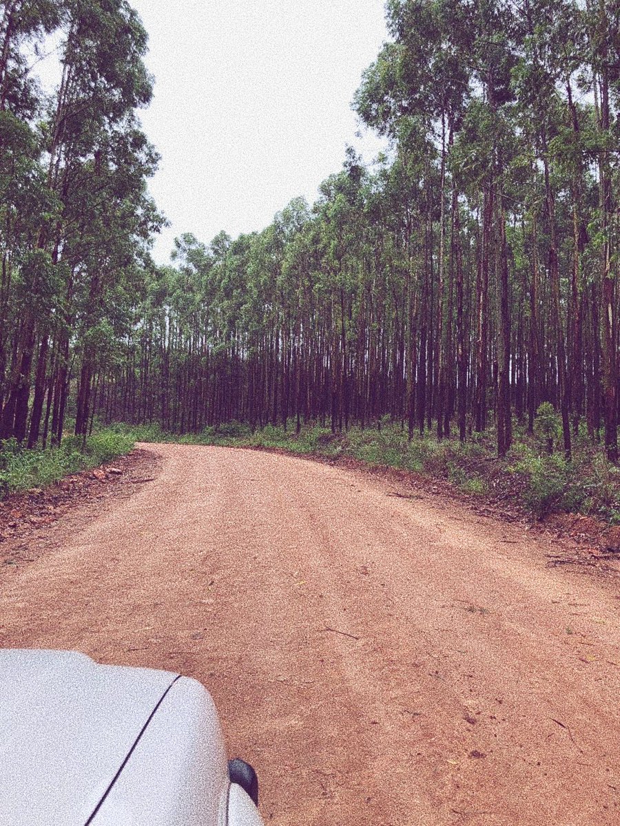 rum_bie's tweet photo. Limpopo Tzaneen.
#iphonechronicles
#perfectweather
#ourdriveway https://t.co/ZhkOLmuj1Y