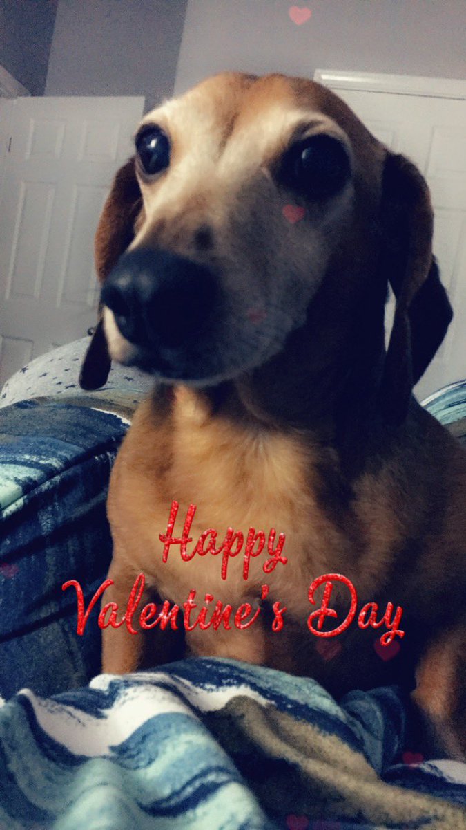 PapoPaps's tweet photo. Hope all the beautiful fur ladies out there had a Happy Valentine’s Day! I apologize for the late post, my mom forgot to loan me her thumbs so I could get the message out. #dachshundsoftwitter #dachshund #ValentinesDay2019⁠ ⁠ #yourvalentine #DogsAreBetterThanPeople https://t.co/ZzwkhKftit