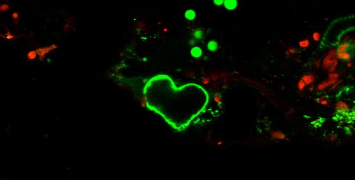 Turns out plants do have a heart! 😁 #HappyValentinesDay