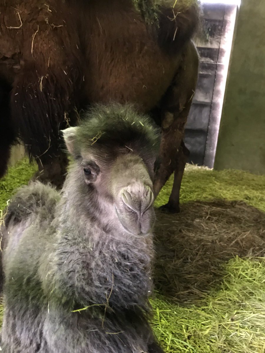 ラクダの赤ちゃん ラクダの赤ちゃん