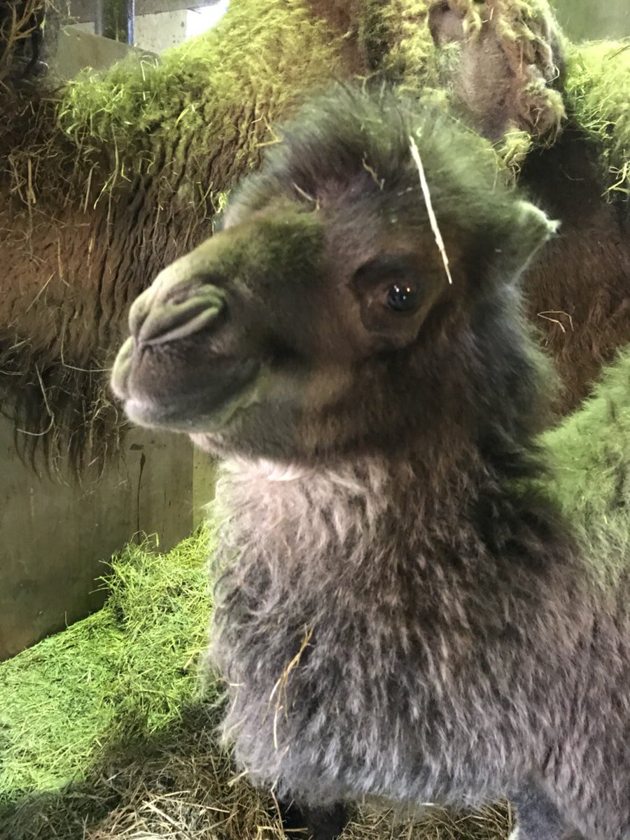 ラクダの赤ちゃん ラクダの赤ちゃん