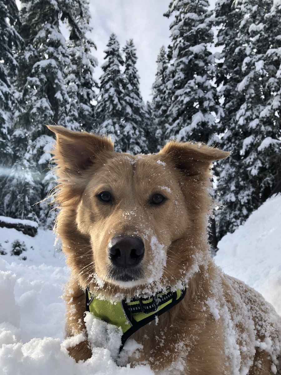 ChasingWithEcho's tweet image. Roses are red.
I like the snow.