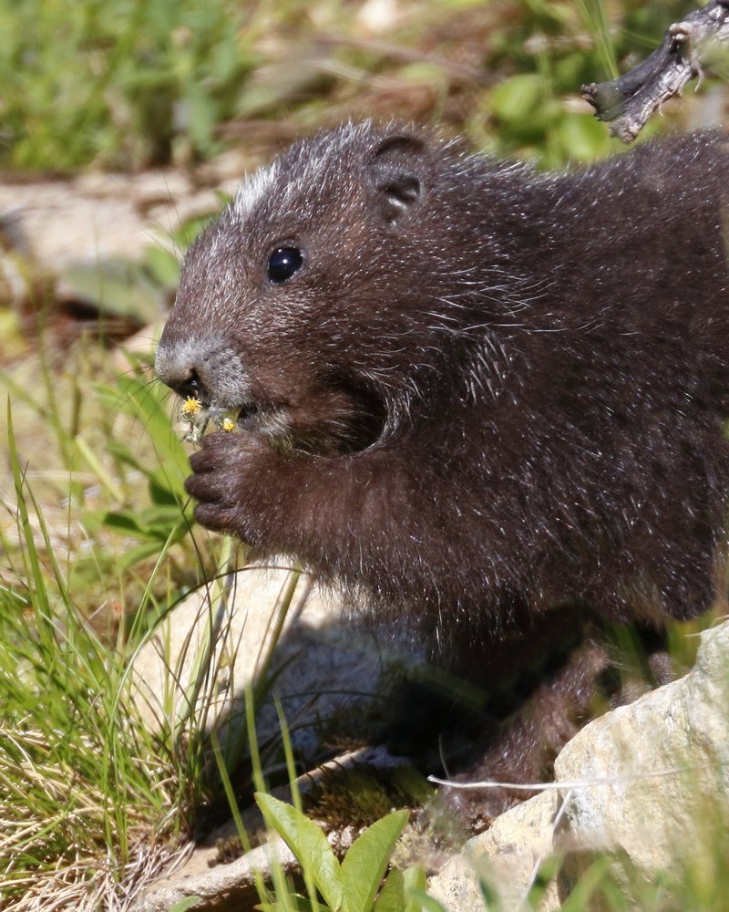 Vancouver Island Marmot pup feeding  #BCFWildlife