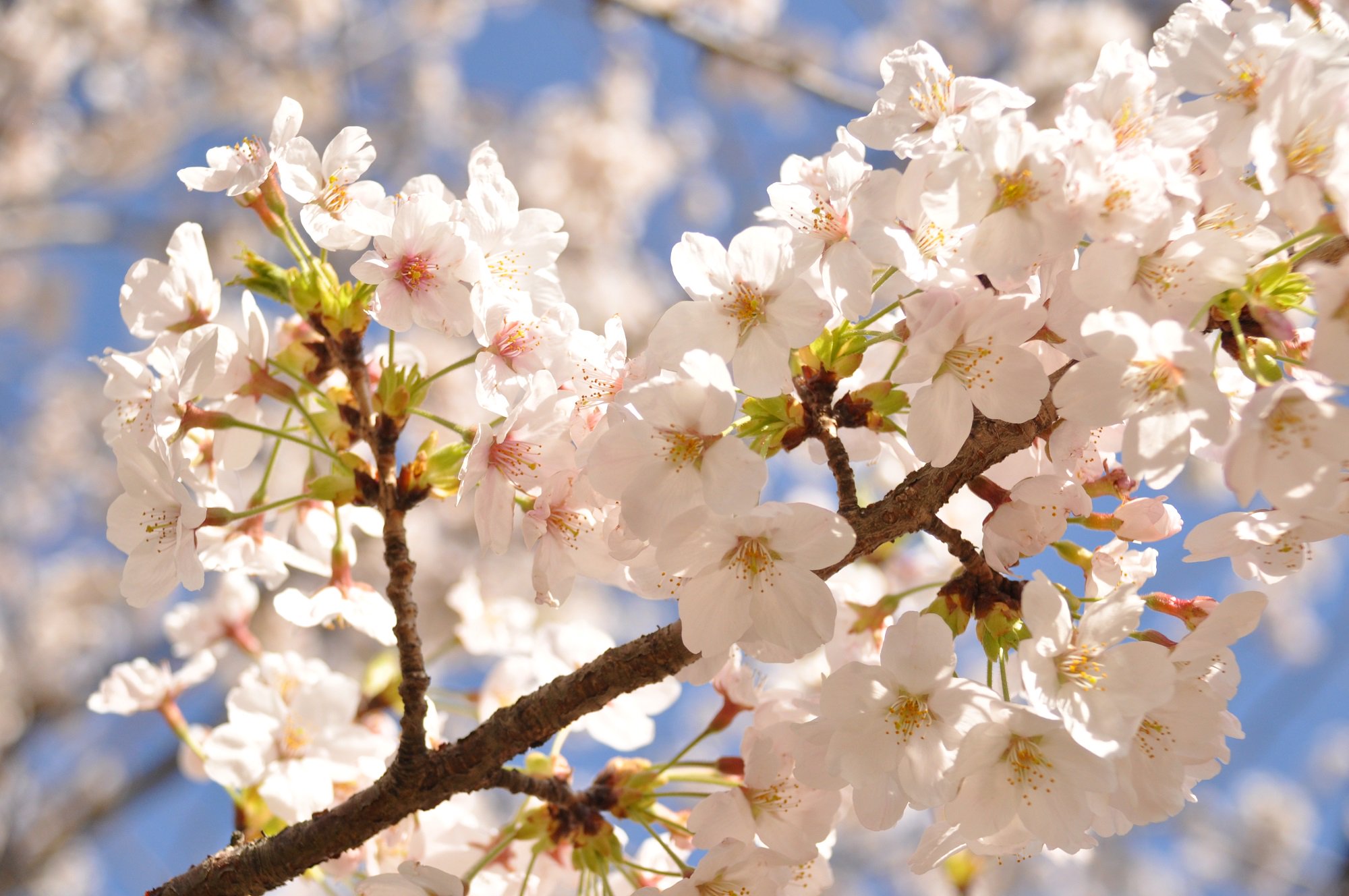 日立市 公式 さくら の開花予想 日立市 天気相談所によると今年の平和通りの ソメイヨシノ の開花日は 最近１０年間の平均よりやや早い３月２９日 満開日は４月５日頃の見込みです さくら開花予想 桜開花予想 桜 T Co 2votn5vogm