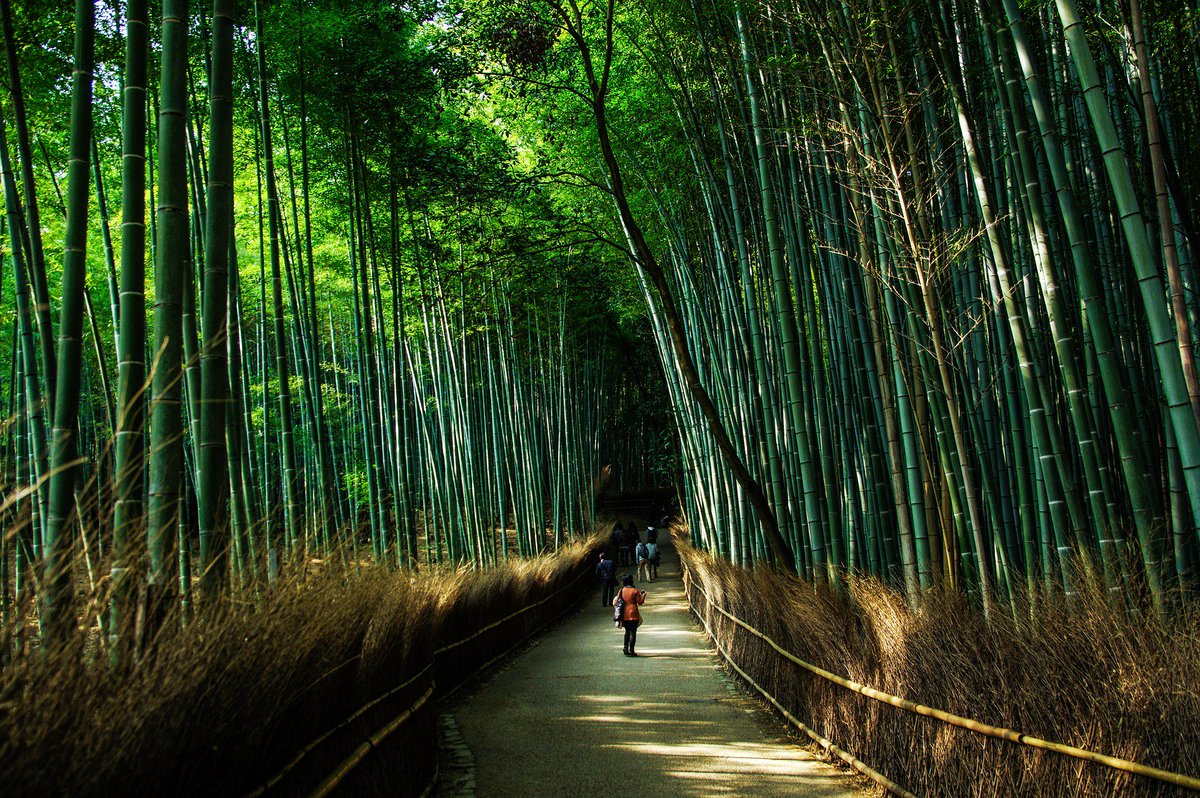 holidaycellar's tweet photo. The amazing beauty of the bamboo forest in the Arashiyama is a wonderful sight to behold.
Contact for #Japantravel packages on 99159 37647
#bambooforest #Arashiyama #TravelKyoto #Japan #japanpackage #travelholic #holiday #trip #lovetravel #tourist #beautiful #travelpackages https://t.co/zkqyyt5mOj