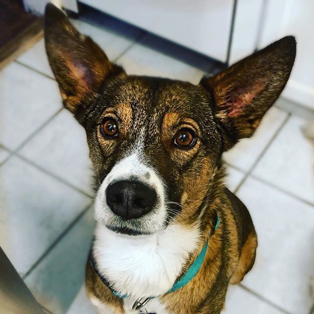kvandykewx's tweet photo. My other lover ๐คญ ๐ฅฐ๐พ #doggievalentine #rangervandyke #rangervannelson #rangernelson #dogsofutah https://t.co/U5GKPEiJur https://t.co/WAD1YlVruy