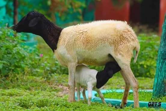 Abdirachiid's tweet photo. The most potential livestocks for Somalia are together here in Badaio, South West in Somalia
What a beautiful resources
May Allah bless and stable Our beloved Country . @icpac_igad
@aamdihun
@UNDPSomalia @EU_in_Somalia
@DalmarHassanQ @martabaraibar
#Somalia
#Badaio https://t.co/FwOG425PdK