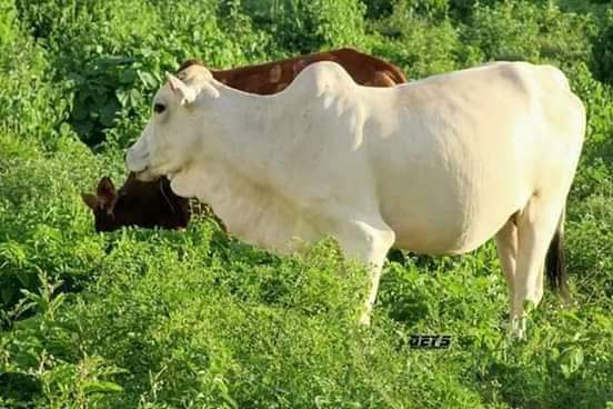 Abdirachiid's tweet photo. The most potential livestocks for Somalia are together here in Badaio, South West in Somalia
What a beautiful resources
May Allah bless and stable Our beloved Country . @icpac_igad
@aamdihun
@UNDPSomalia @EU_in_Somalia
@DalmarHassanQ @martabaraibar
#Somalia
#Badaio https://t.co/FwOG425PdK