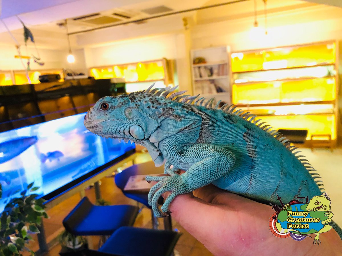 爬虫類カフェ ふぁにくり 京都祇園本店 Su Twitter ベタ慣れブルーちゃん 爪切りも嫌がらずお利口さんでした 爬虫類カフェ ふぁにくり ふぁにくり京都祇園店 京都 祇園 爬虫類 京都観光 京都のカフェ 京都の新名所 グリーンイグアナ イグアナ ブルー 爬虫類カフェ ふぁにくり 京都祇園本店 Su Twitter ベタ慣れブルーちゃん 爪切りも嫌がらずお利口さんでした 爬虫類カフェ ふぁにくり ふぁにくり京都祇園店 京都 祇園 爬虫類 京都観光 京都のカフェ 京都の新名所 グリーンイグアナ イグアナ ブルー